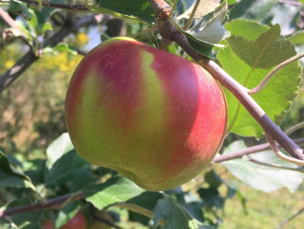 Apples - Jonathan
