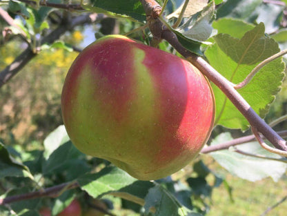 Apples - Jonathan