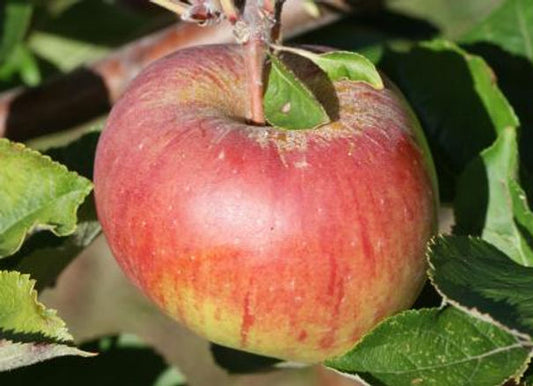 Apples - Winesap