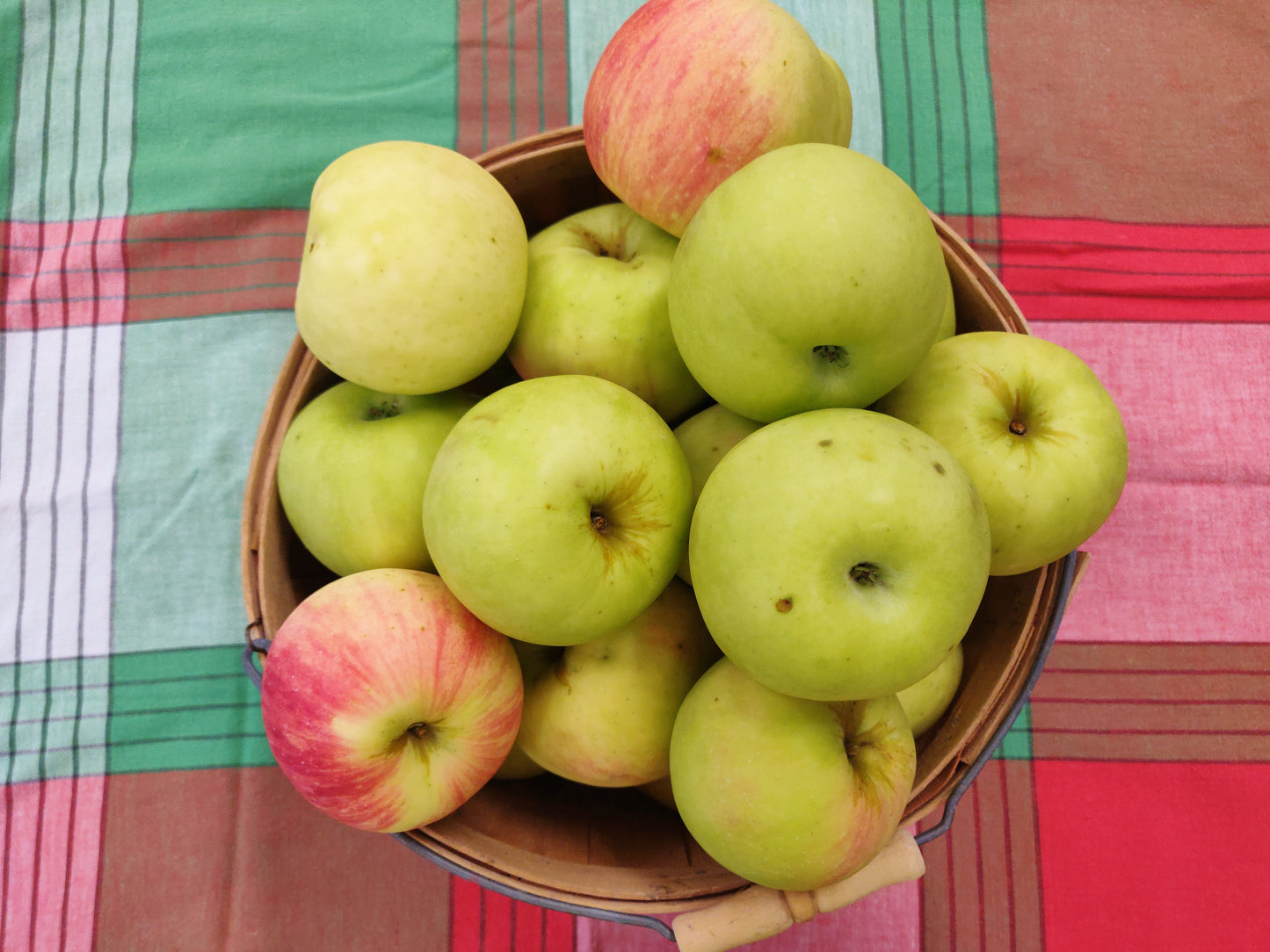 Apples - Zestar