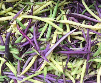 Tri-Color Snap Beans
