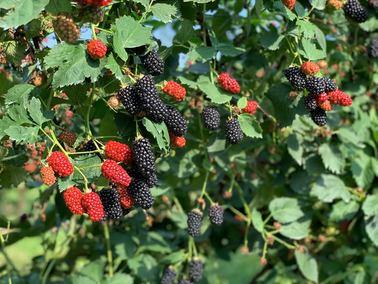 Blackberries