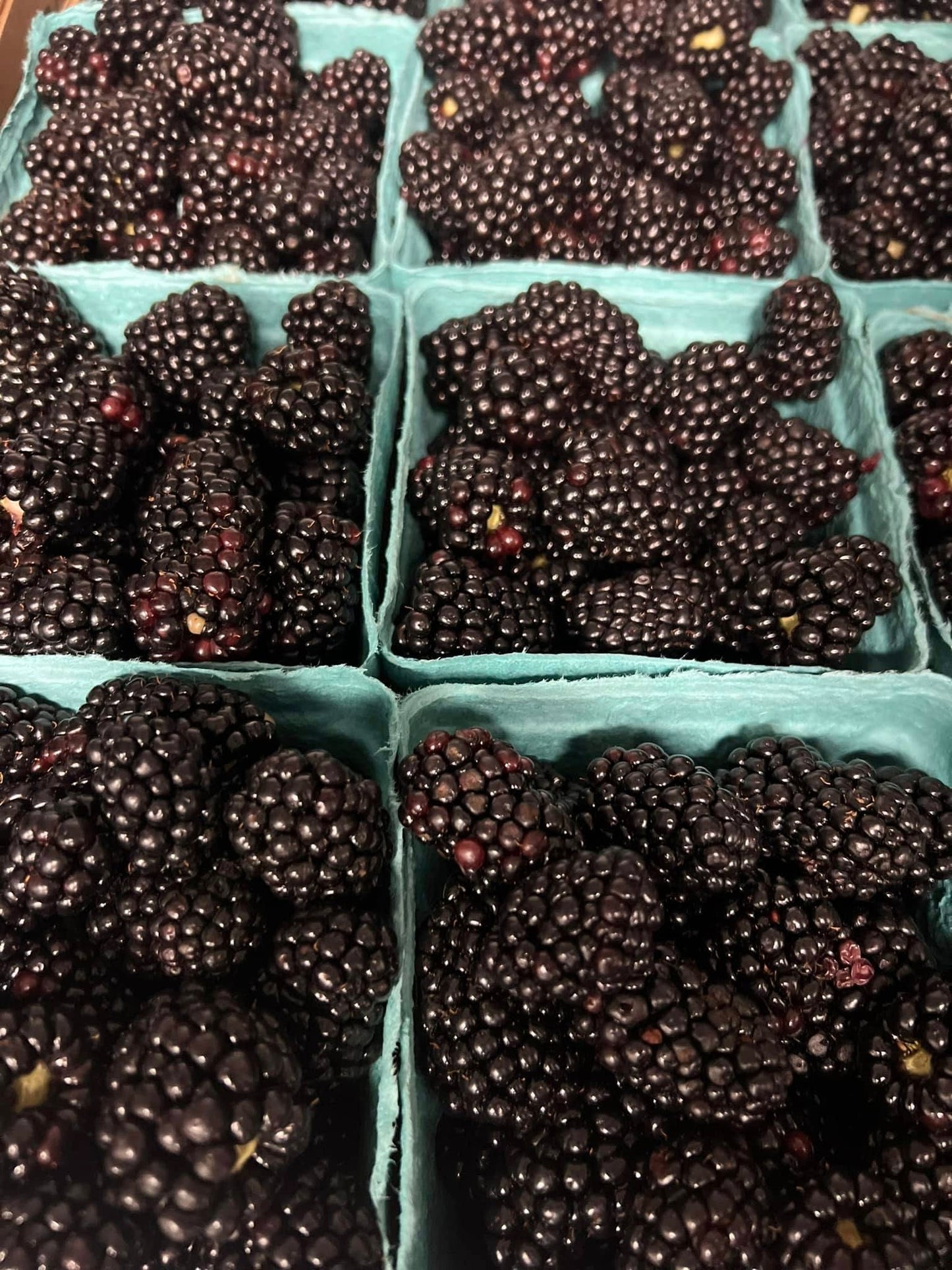 Blackberries