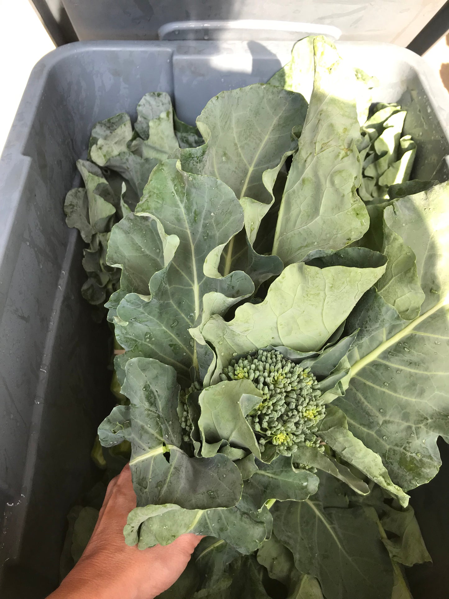 Broccolini - Discounted