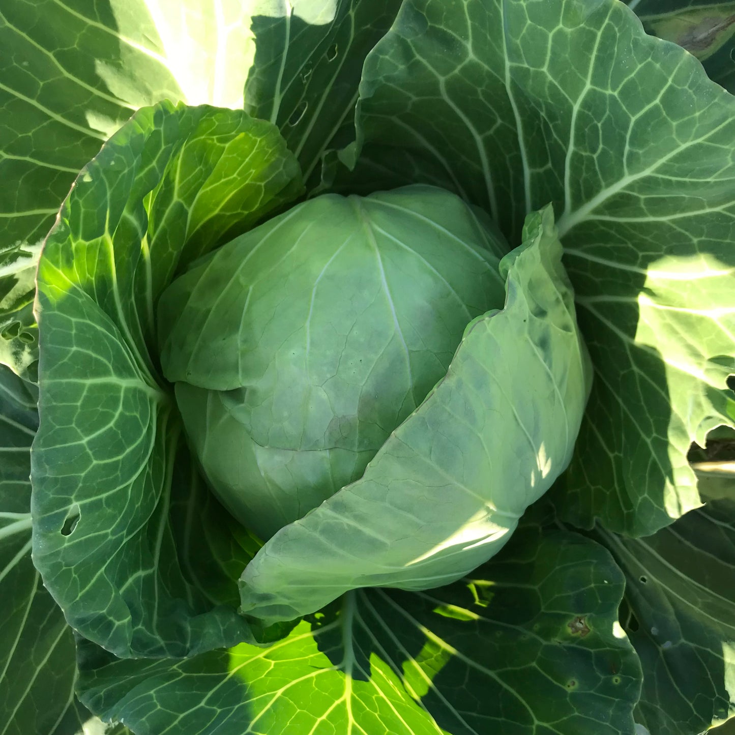 Cabbage - Farao