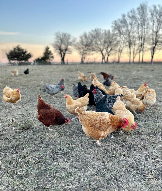 Chicken - Thighs