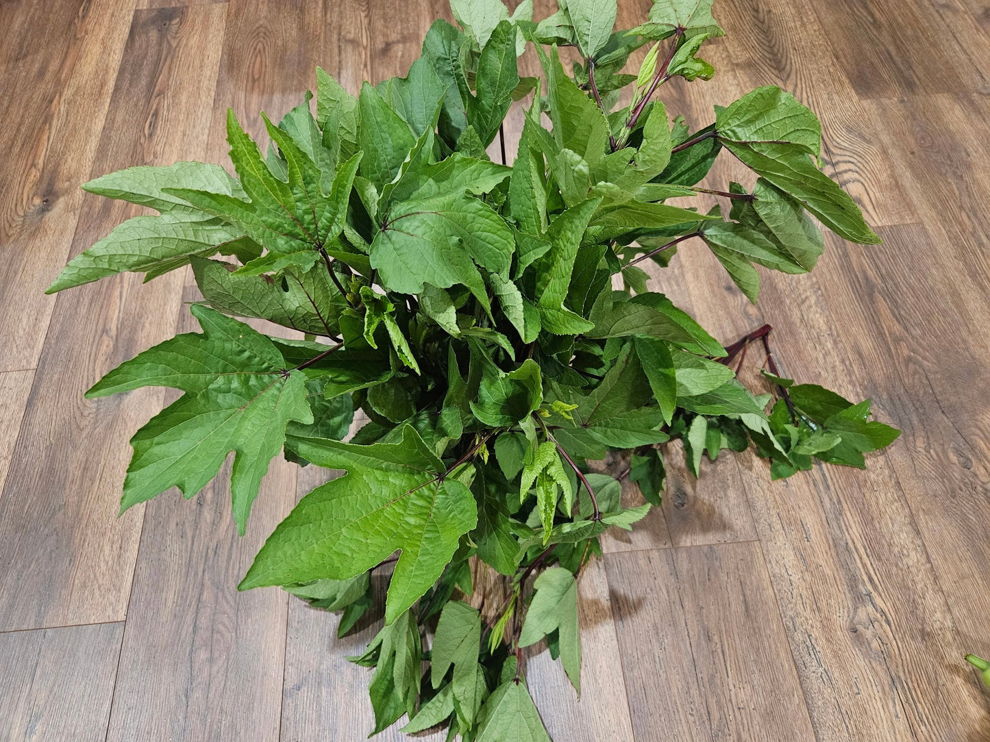 Chin Baung/ Gongura/ Roselle