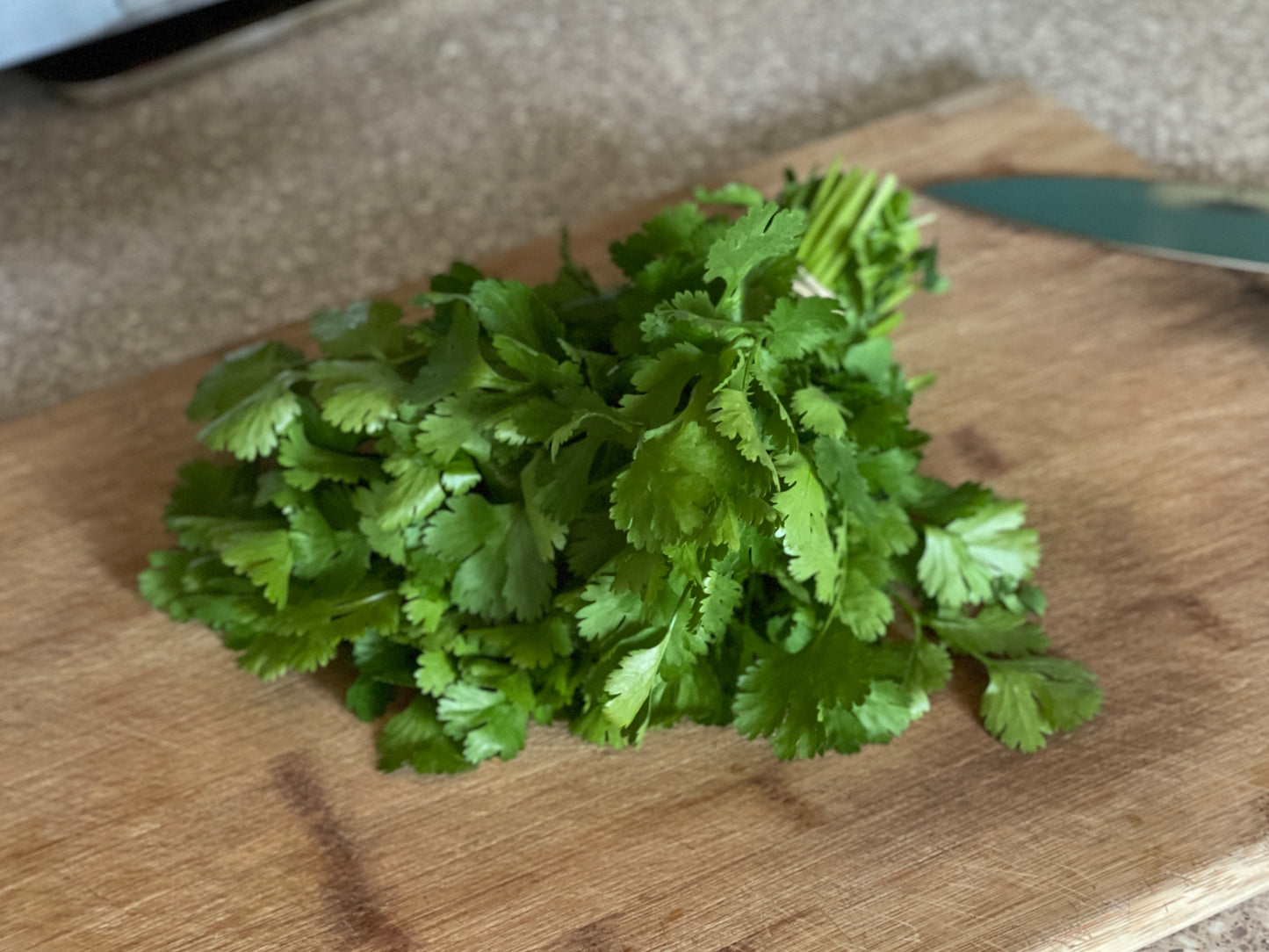 Cilantro