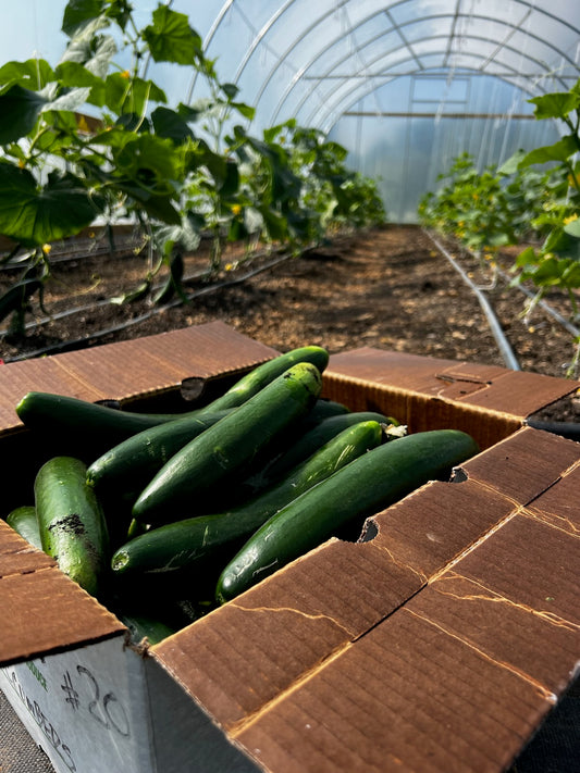 Cucumbers - Japanese