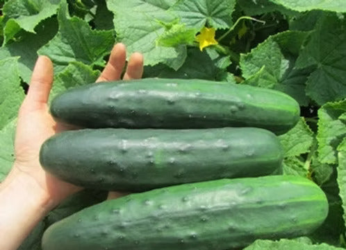 Cucumbers