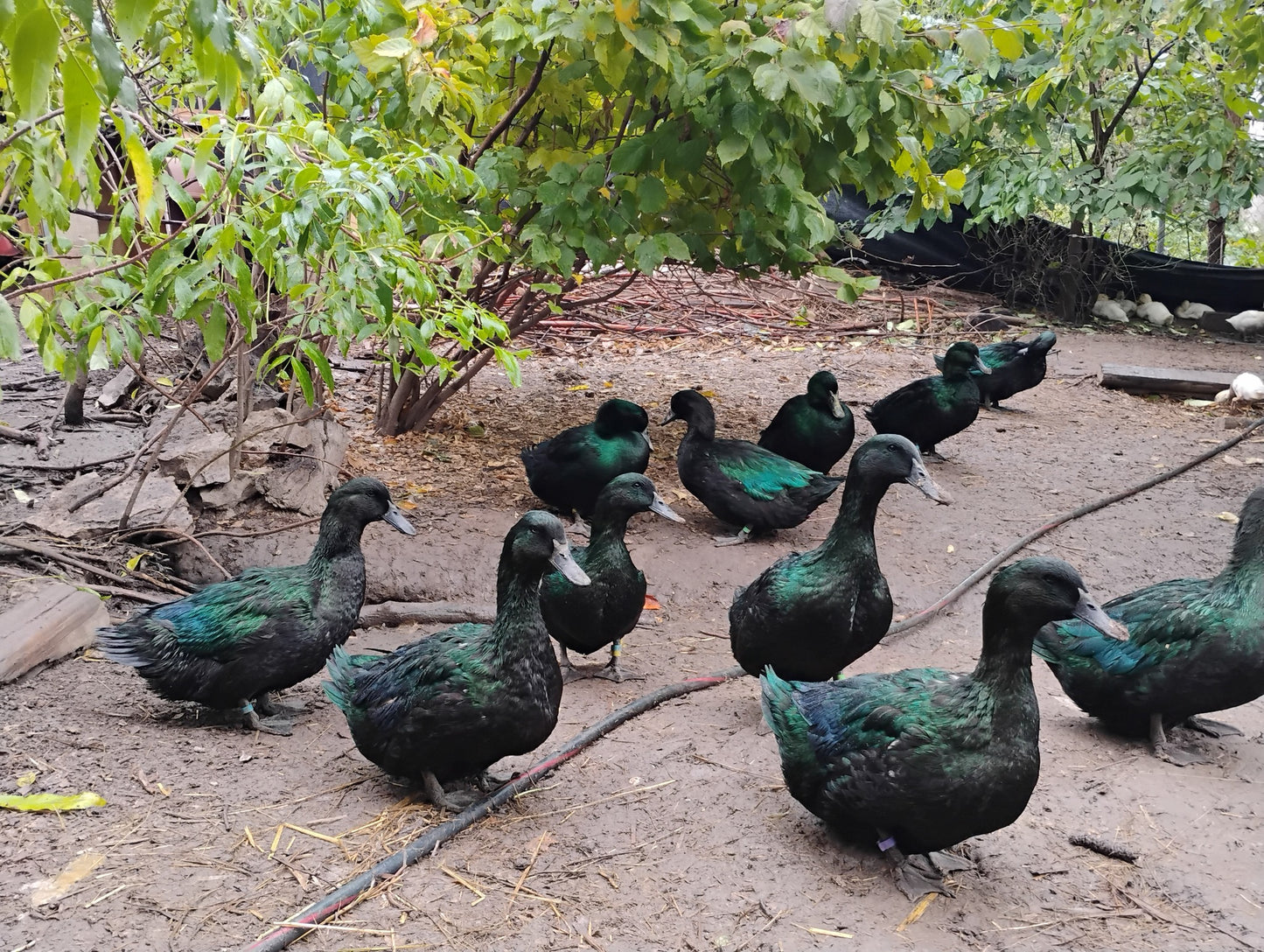 Duck - Whole