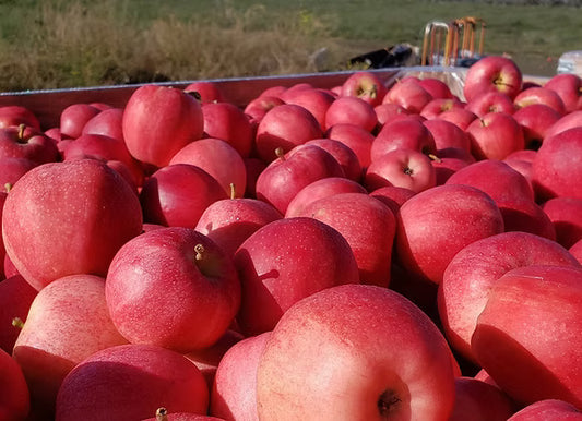 Apples - Gala