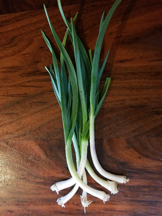Garlic - Green