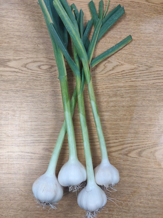 Garlic - Green