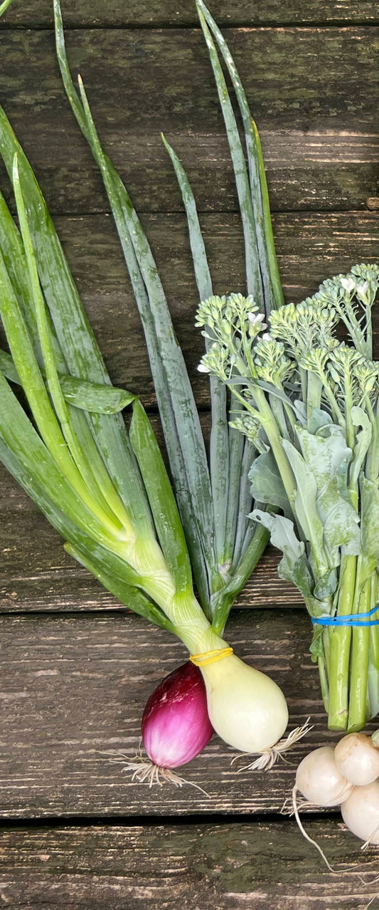 Spring Knob Onions