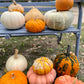 Pumpkin - Decorative