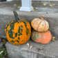 Pumpkin - Decorative