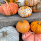 Pumpkin - Decorative