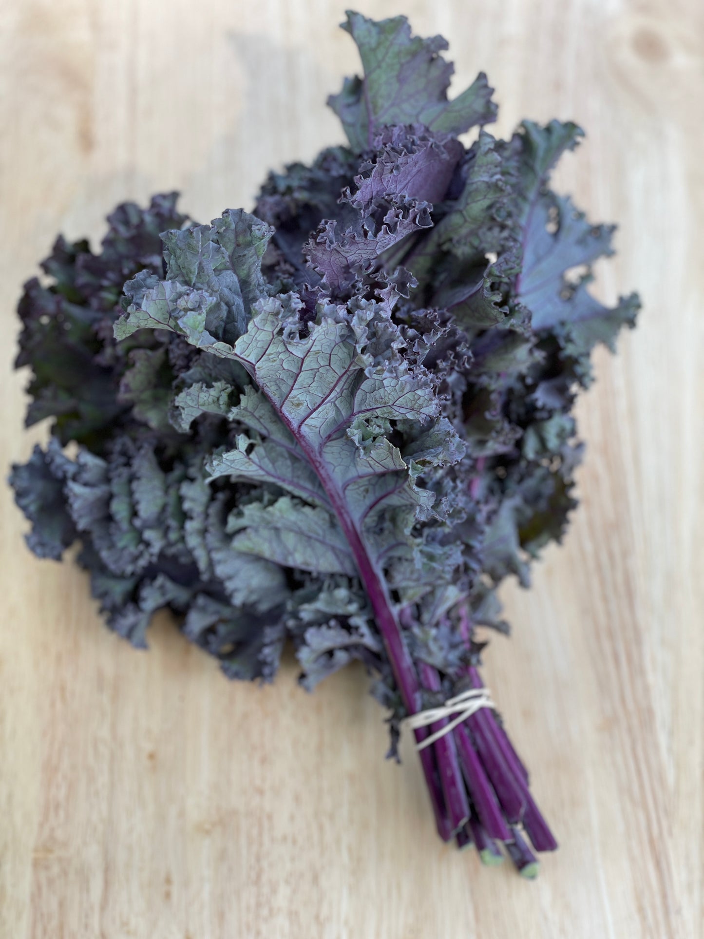 Kale - Scarlet