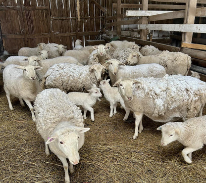 Lamb - Ground