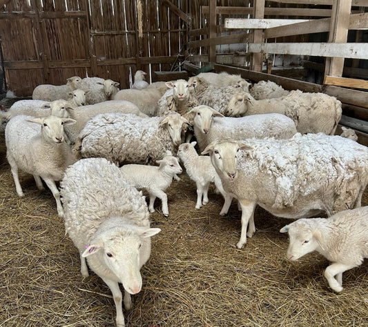 Lamb - Ground