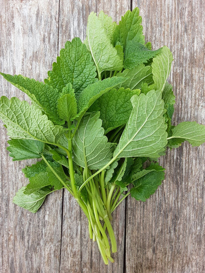 Lemon Balm