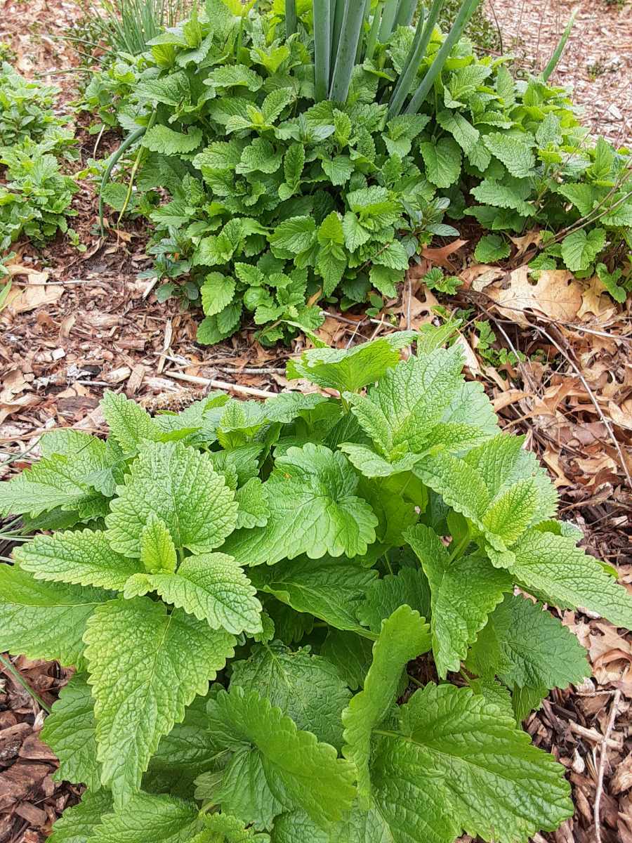 Lemon Balm