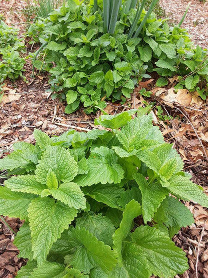 Lemon Balm