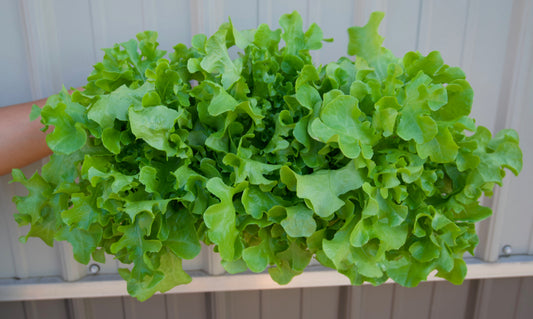 Lettuce Head - Oakleaf