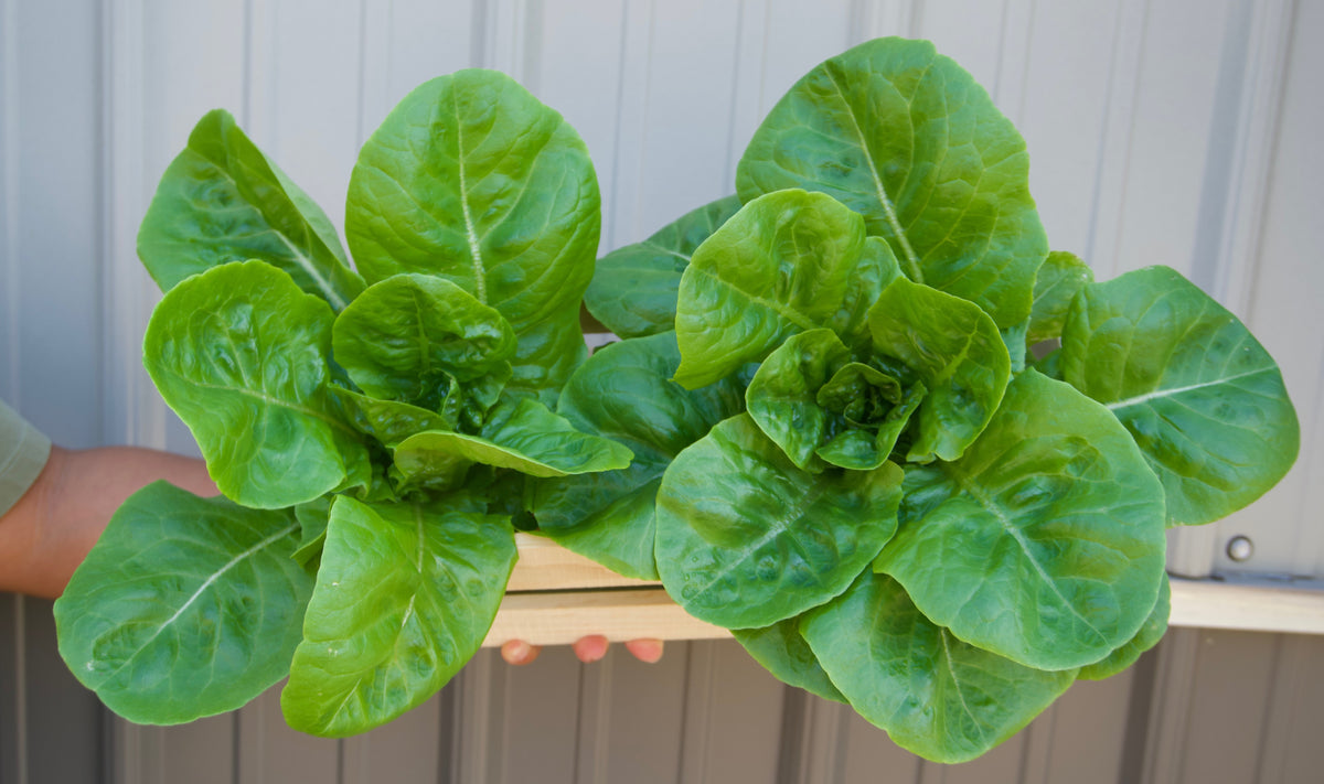 Lettuce Head - Bibb