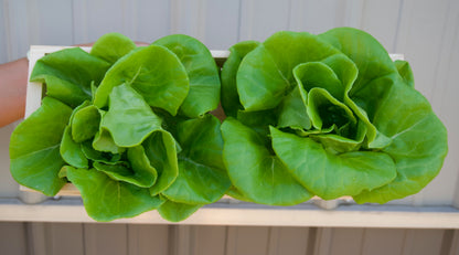 Lettuce Head - Green Butterhead