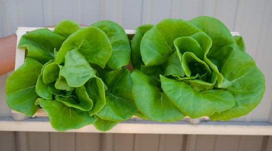 Lettuce Head - Green Butterhead