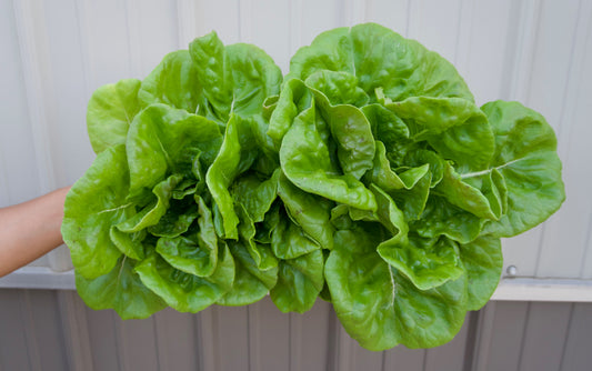 Lettuce Head - Red Butterhead