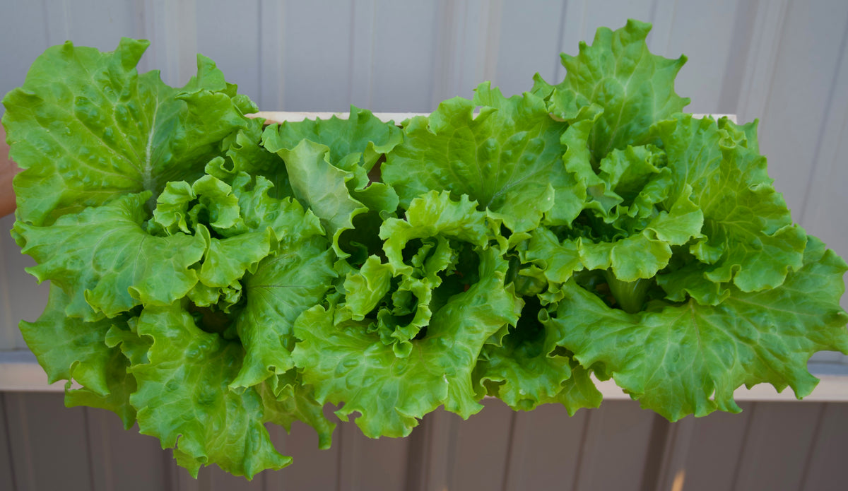 Lettuce Head - Green Leaf