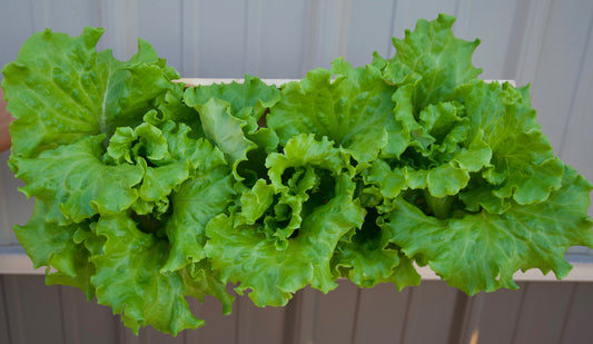 Lettuce Head - Green Leaf