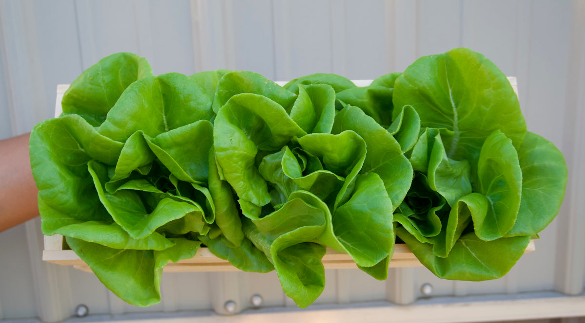 Lettuce Head - Green Butterhead
