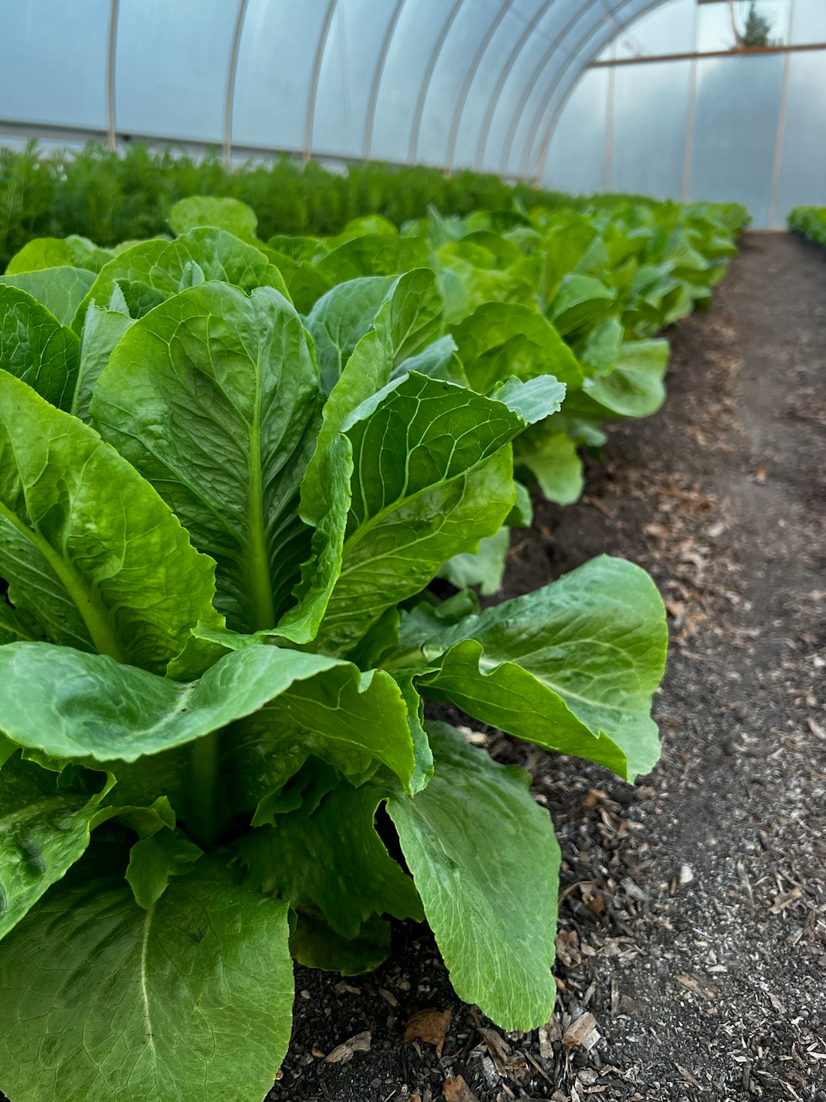 Lettuce Head - Romaine