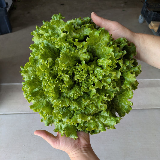 Lettuce Head - Summercrisp - Discounted