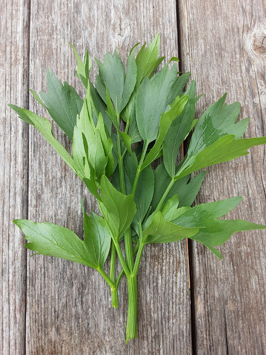 Lovage