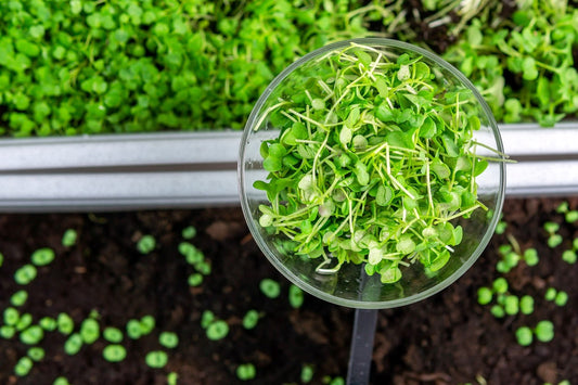Microgreens - Micro Salad