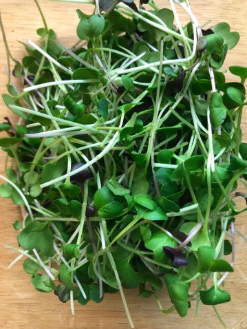 Microgreens - Radish Sprouts