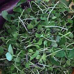 Microgreens - Mix - Discounted