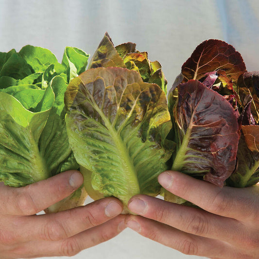 Lettuce - Romaine Minis