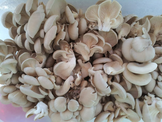 Mushrooms - Oyster - Discounted