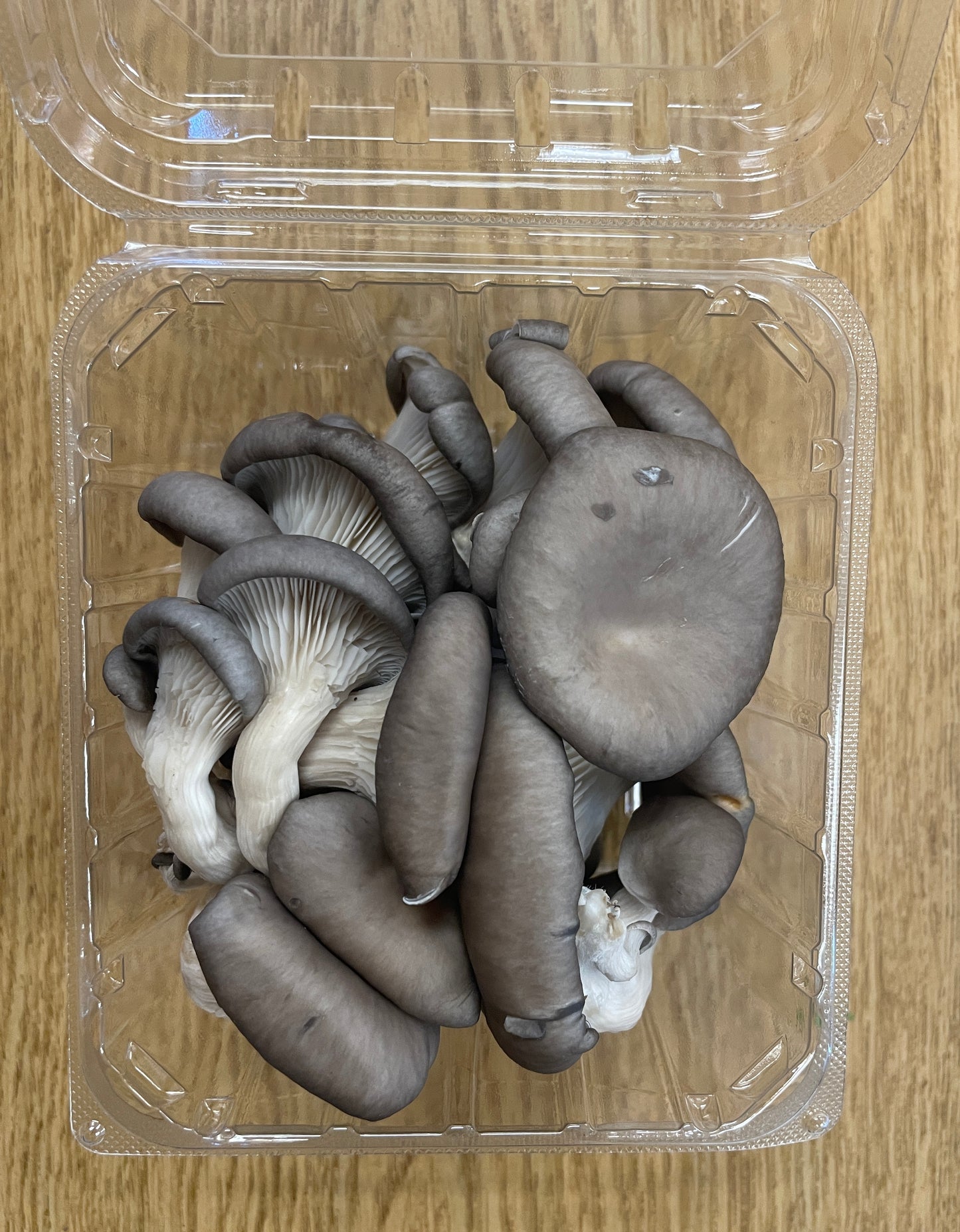 Mushrooms - Oyster
