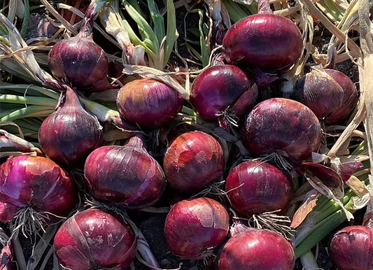 Onions- Red