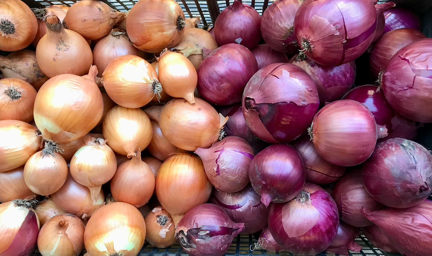 Onions - Mixed