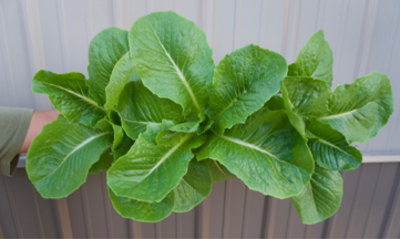 Lettuce Head - Romaine