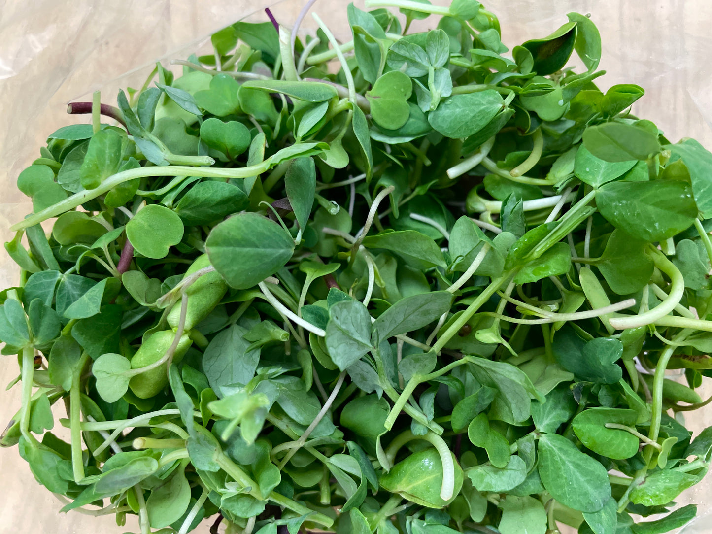 Pea Shoots
