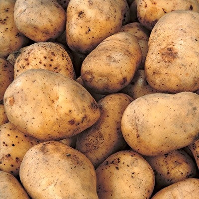 Potatoes - White Kennebec